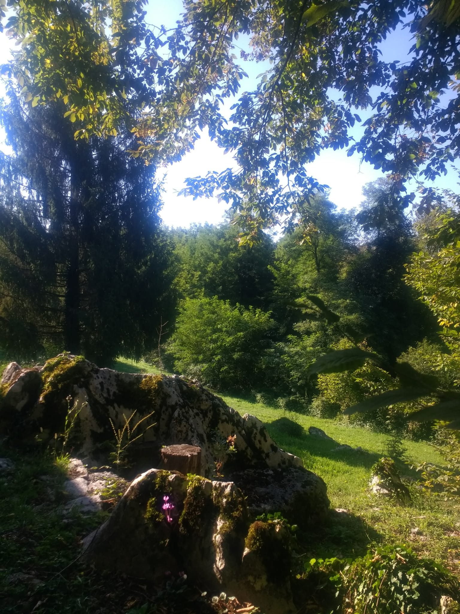 Nature 6